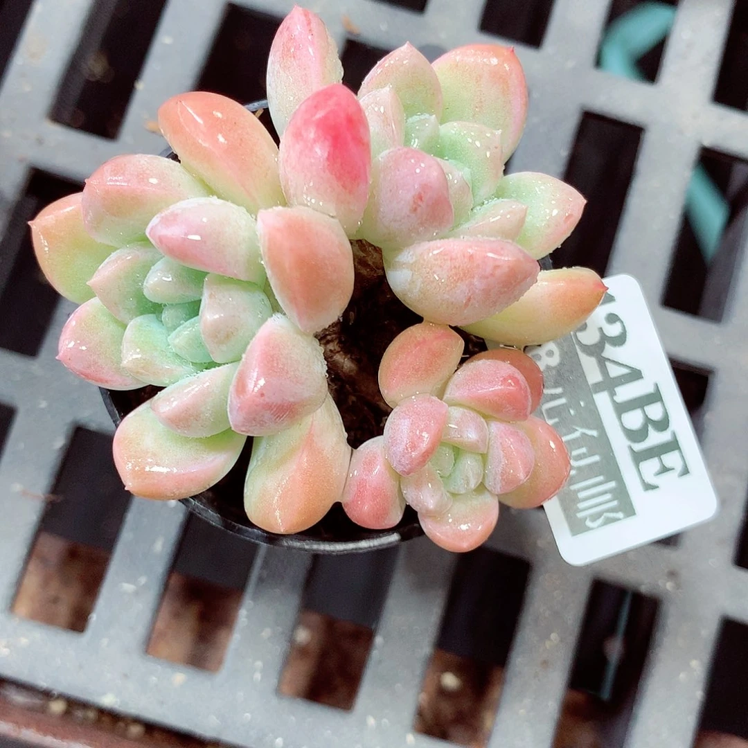 5厘米盆精控多肉134