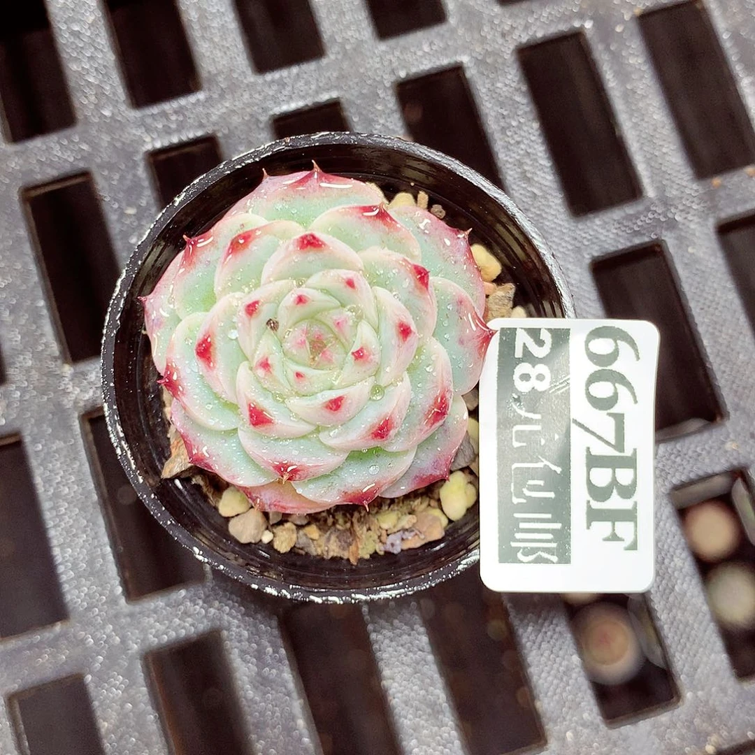 5厘米盆精控多肉667