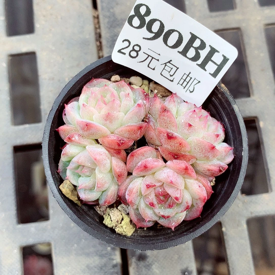 5厘米盆精控多肉890