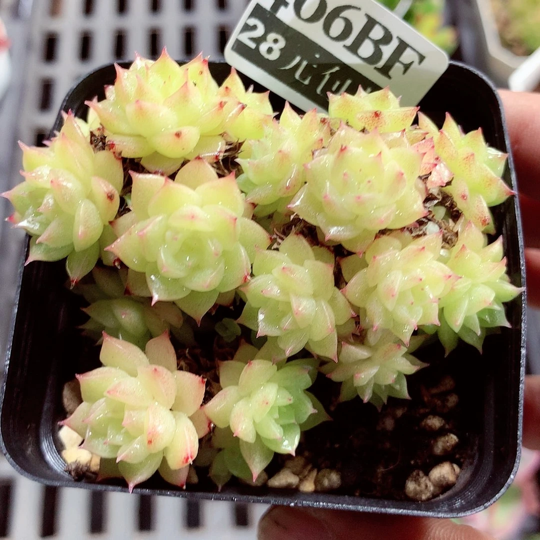 5厘米盆精控多肉406