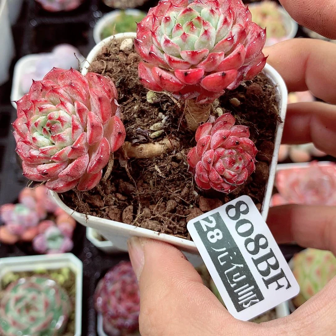 5厘米盆精控多肉808