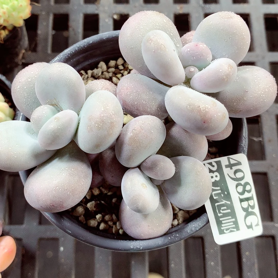 5厘米盆精控多肉498