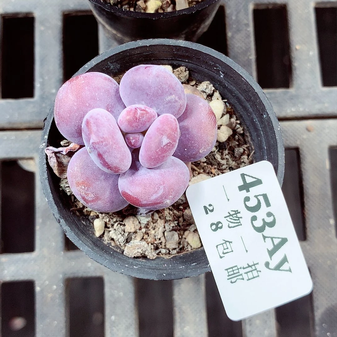5厘米盆精控多肉453