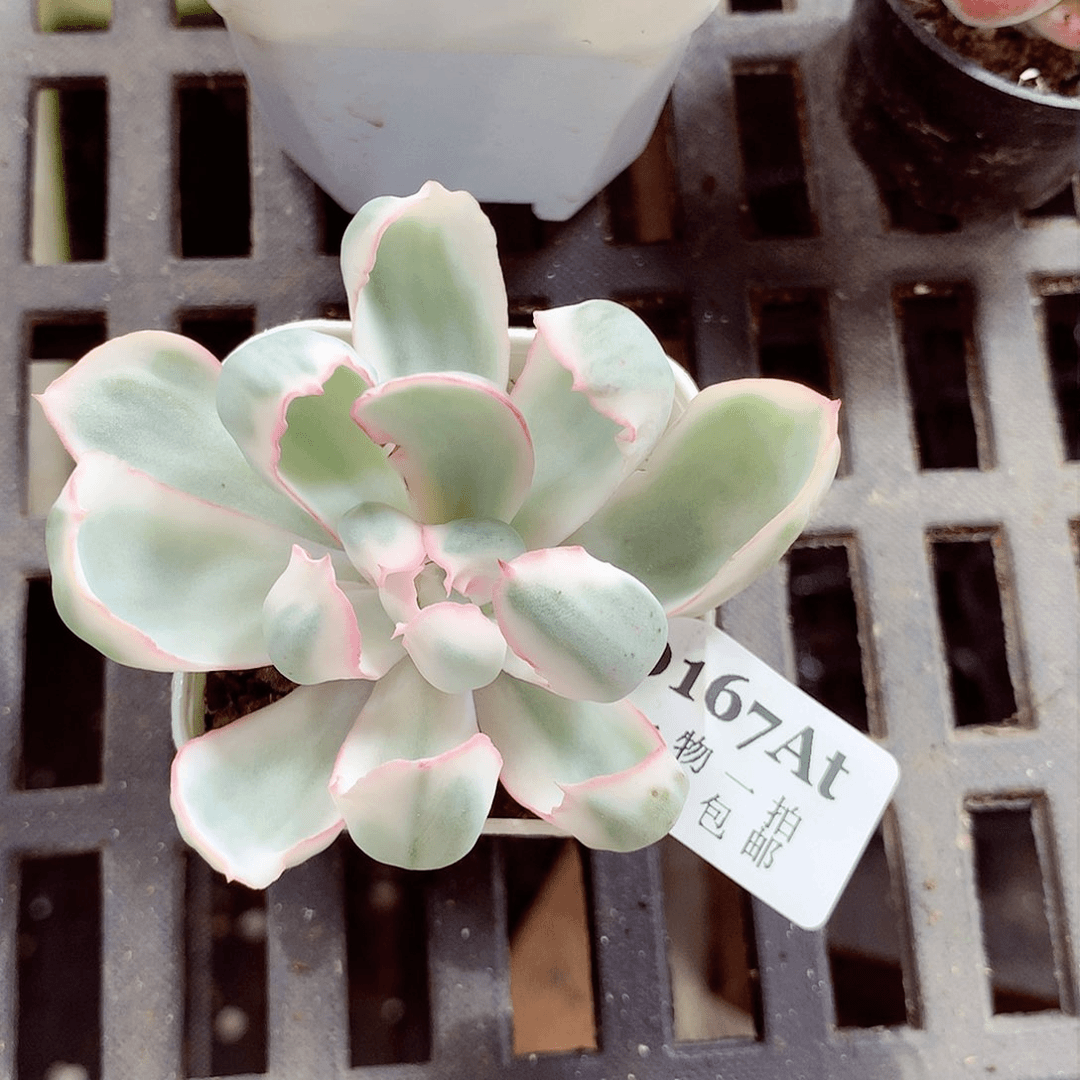 5厘米盆精控多肉植物167