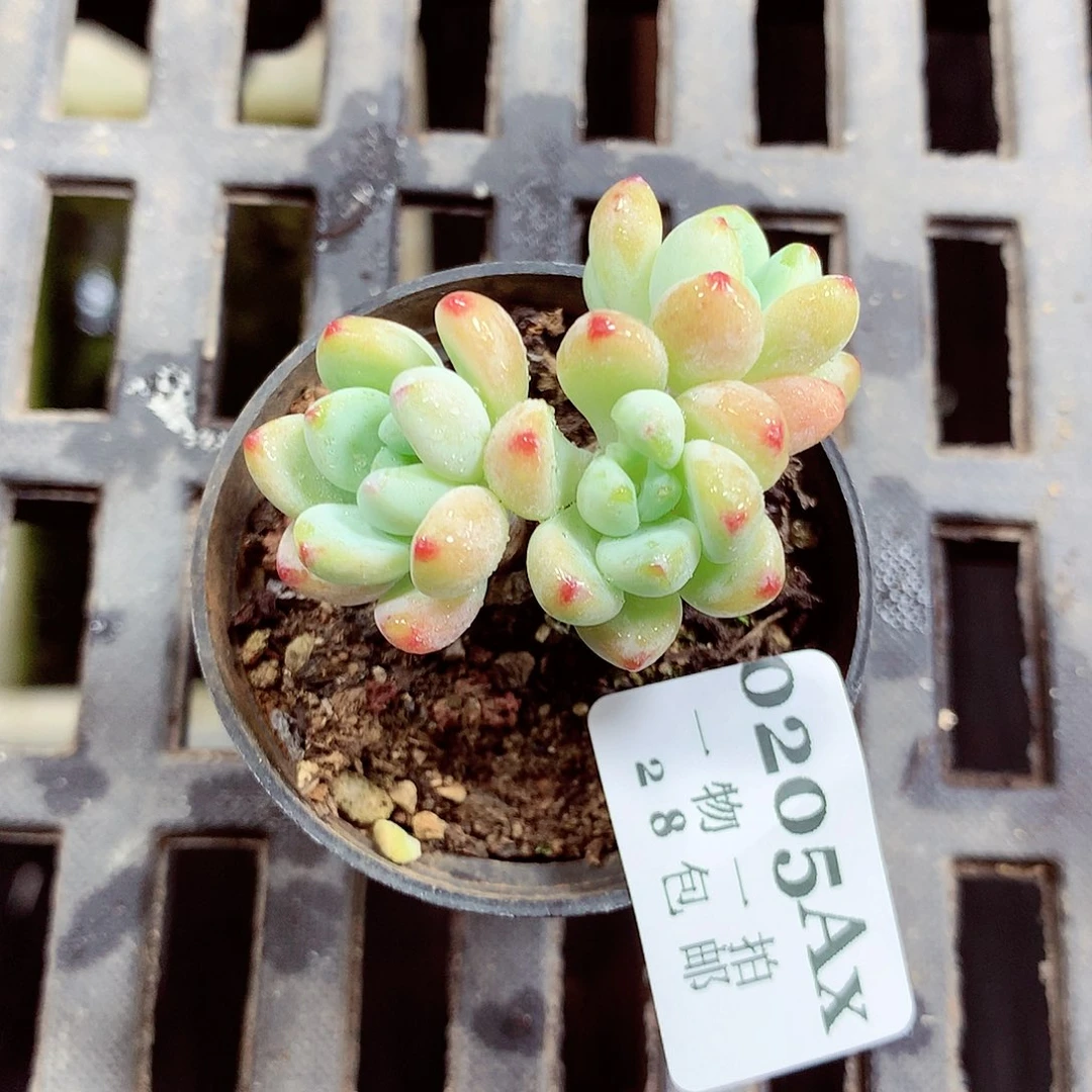 5厘米盆精控多肉205