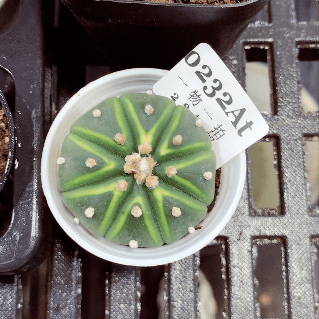 5厘米精控多肉植物232