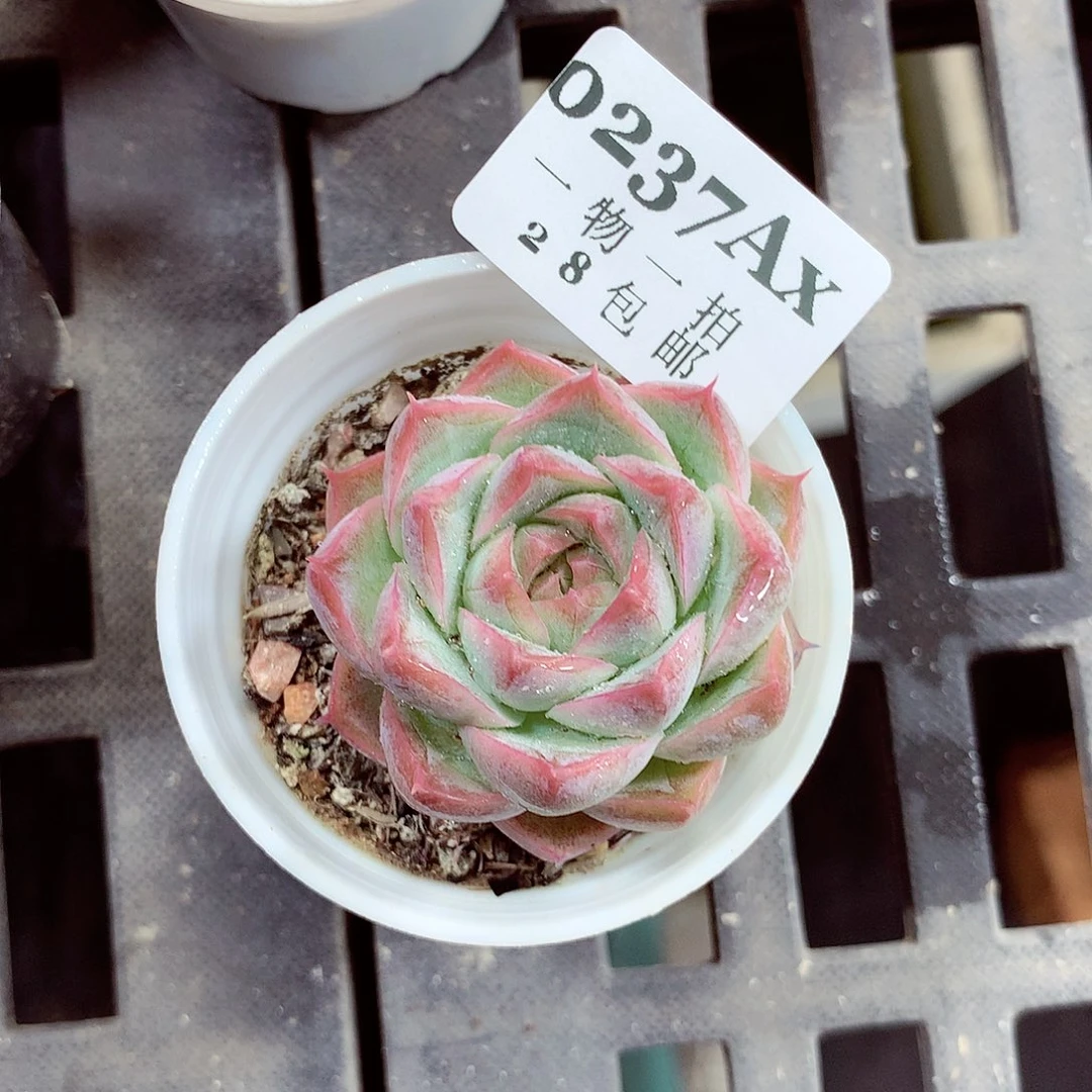 5厘米盆精控多肉237