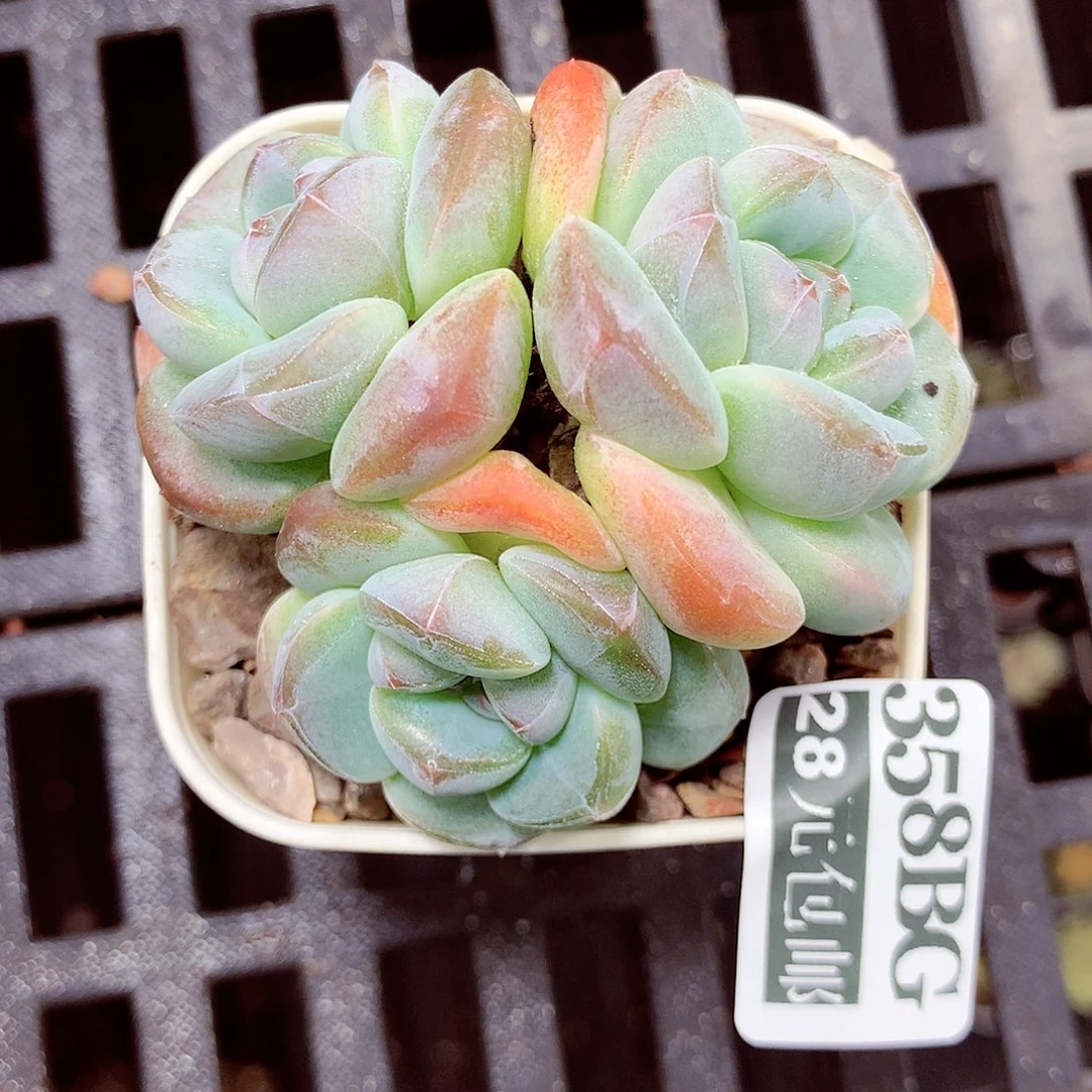 5厘米盆精控多肉358