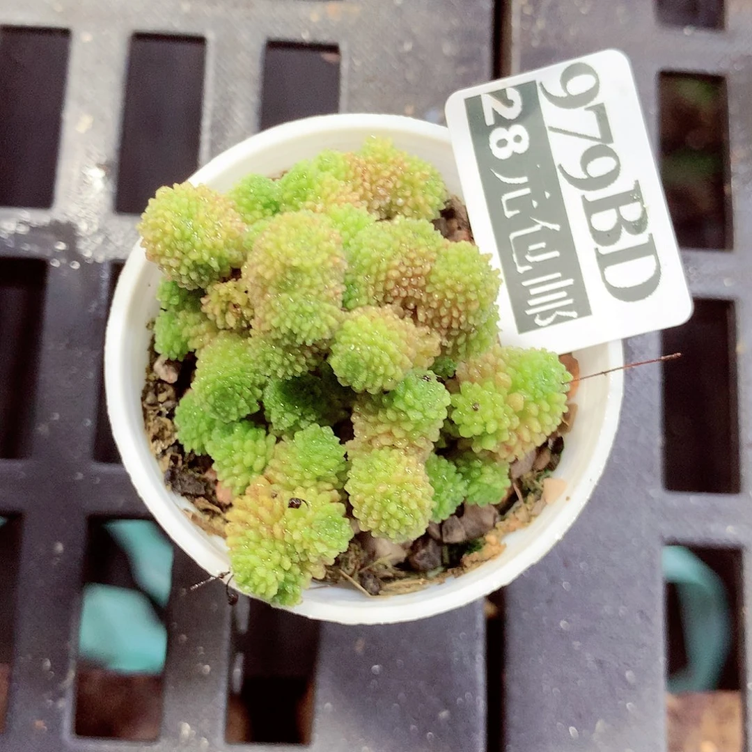 5厘米盆精控多肉979