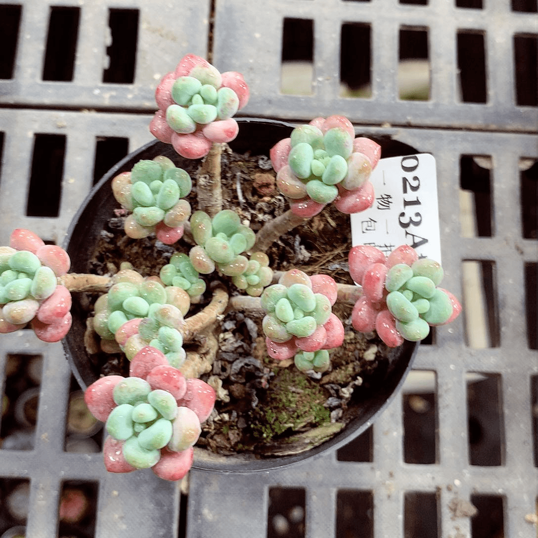 5厘米精控多肉植物213