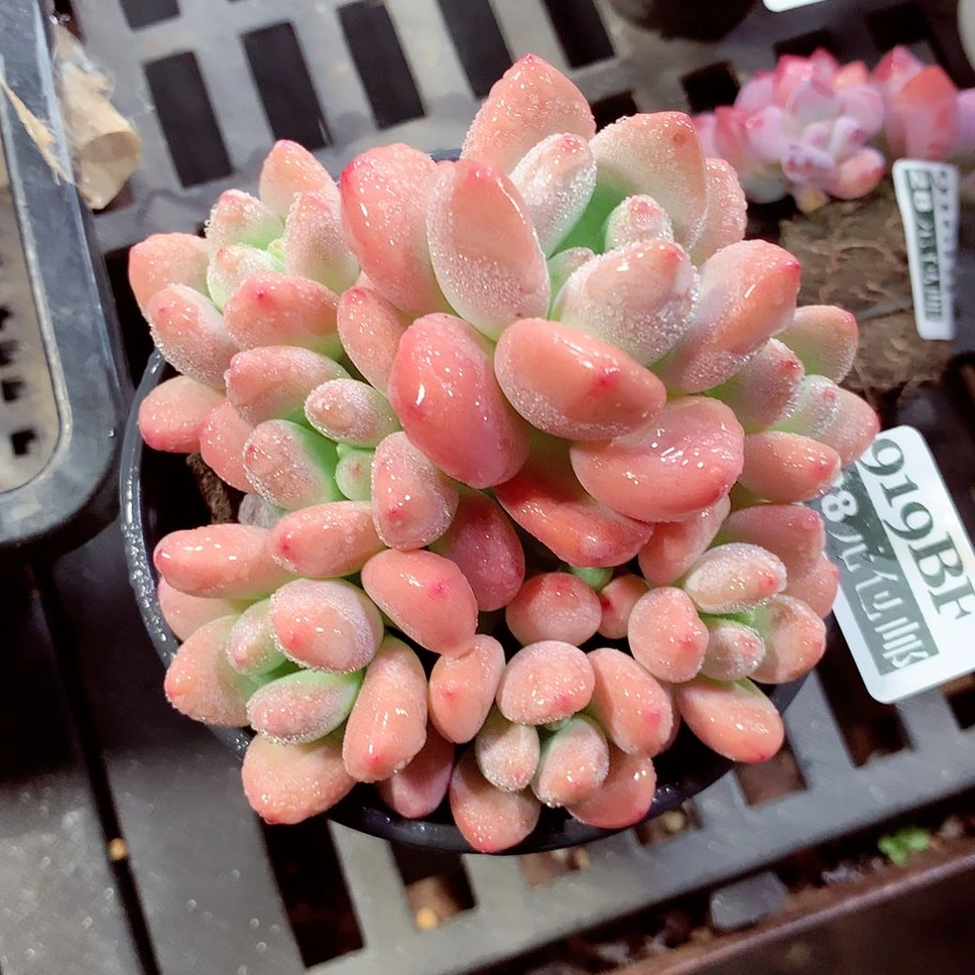 5厘米盆精控多肉919