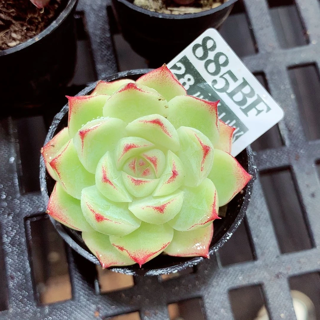 5厘米盆精控多肉885