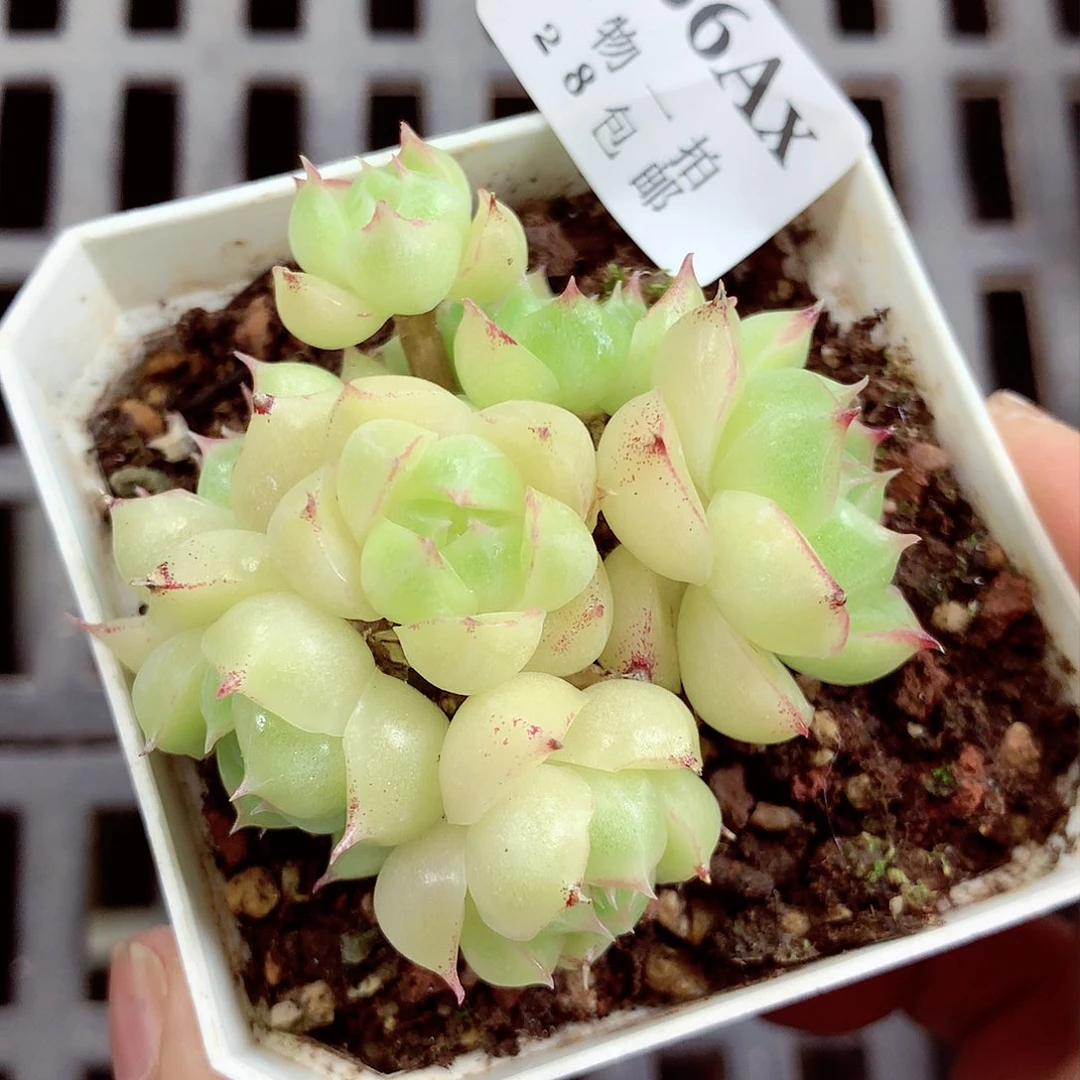 5厘米盆精控多肉866