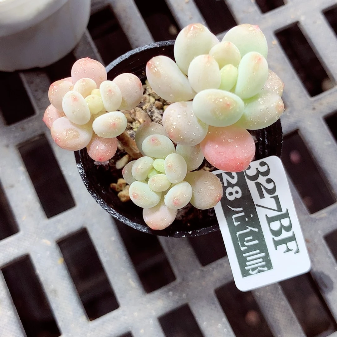 5厘米盆精控多肉327