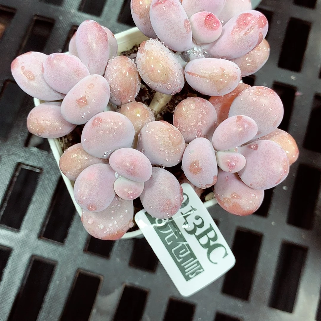 5厘米盆精控多肉913