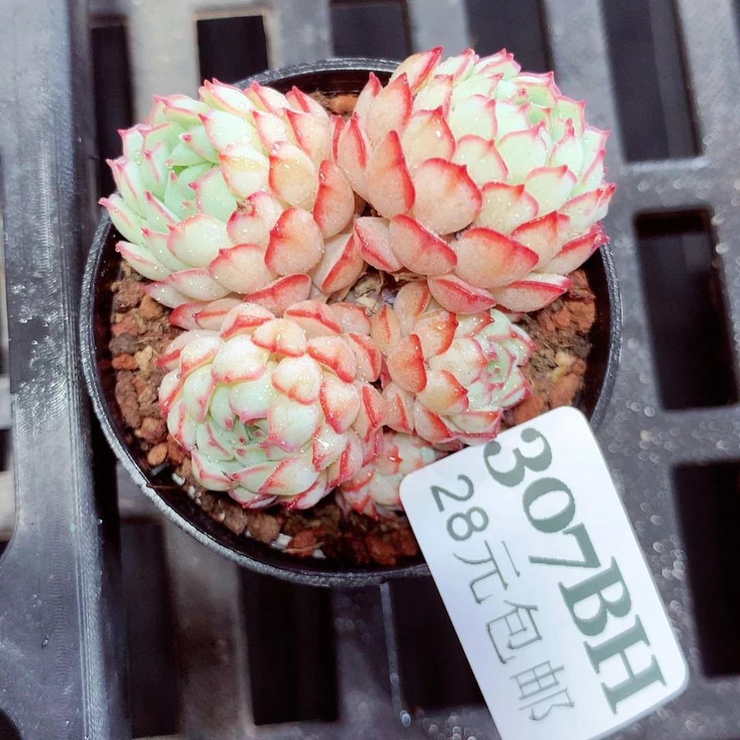 5厘米盆精控多肉307