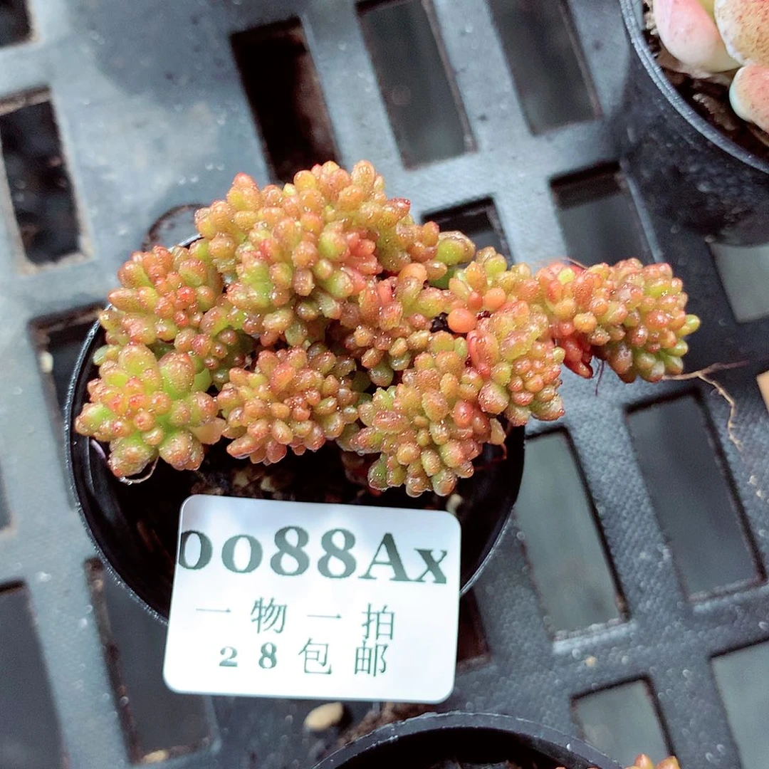 5厘米盆精控多肉088