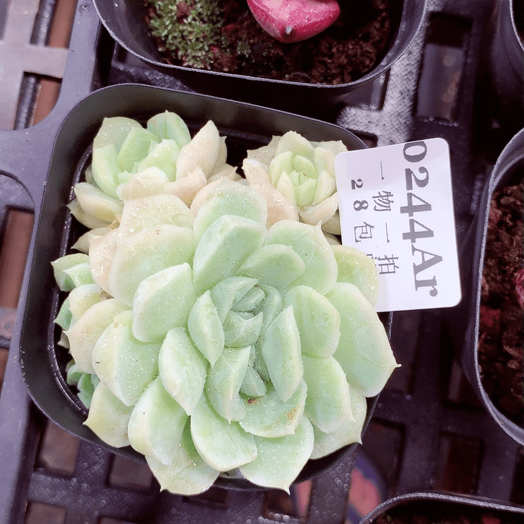 5厘米盆精控多肉244
