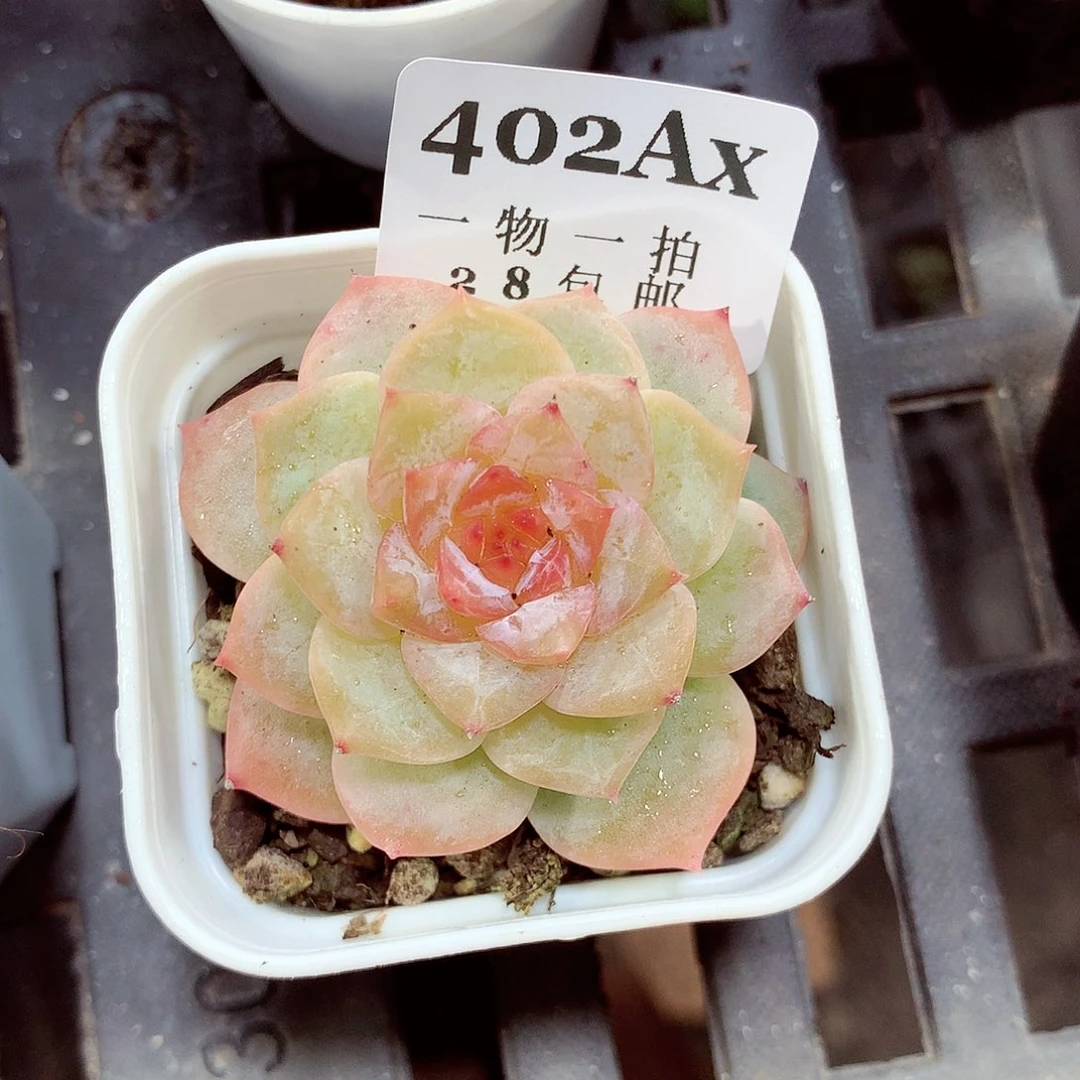 5厘米盆精控多肉402