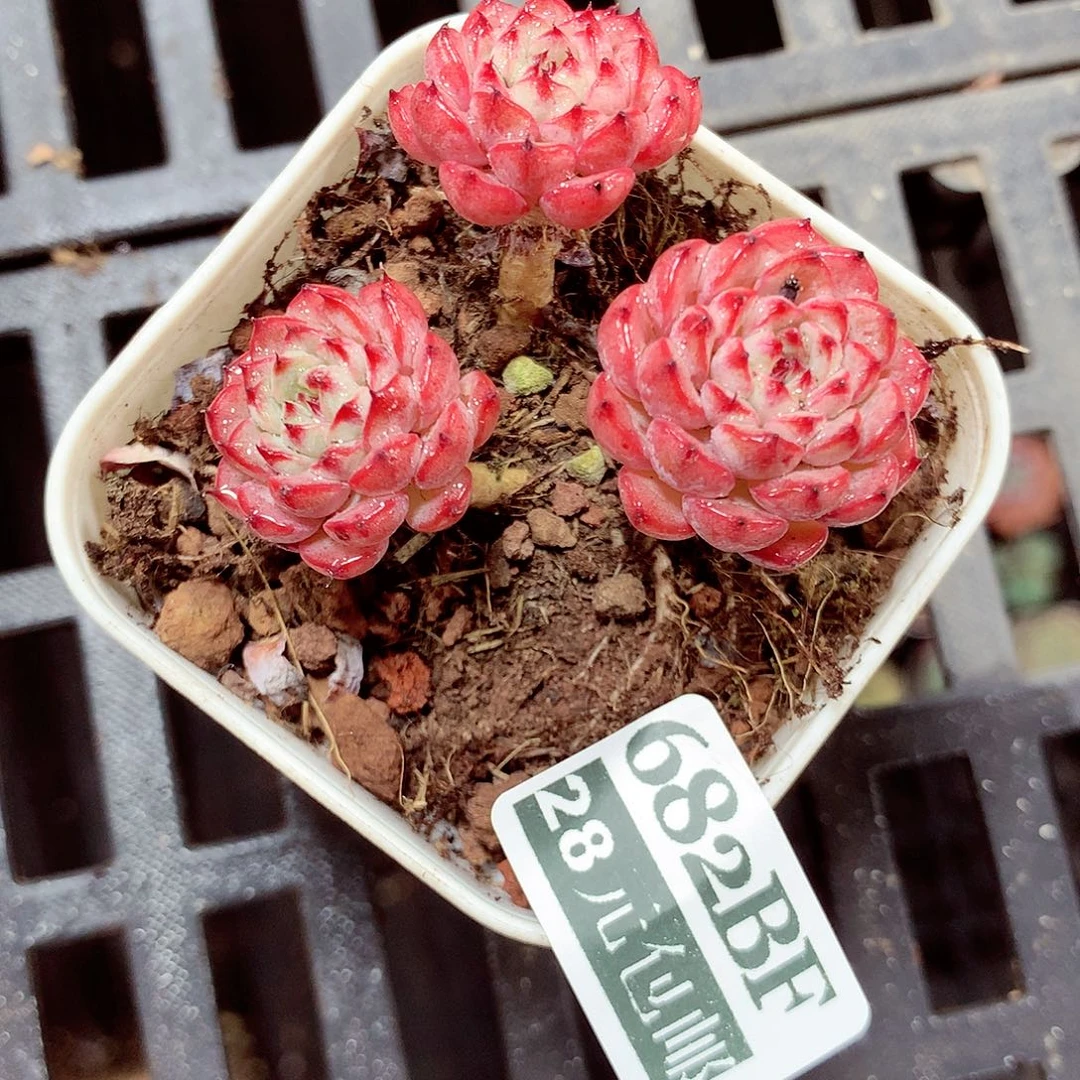 5厘米盆精控多肉682