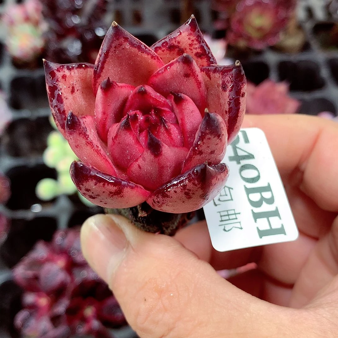 5厘米盆精控多肉540