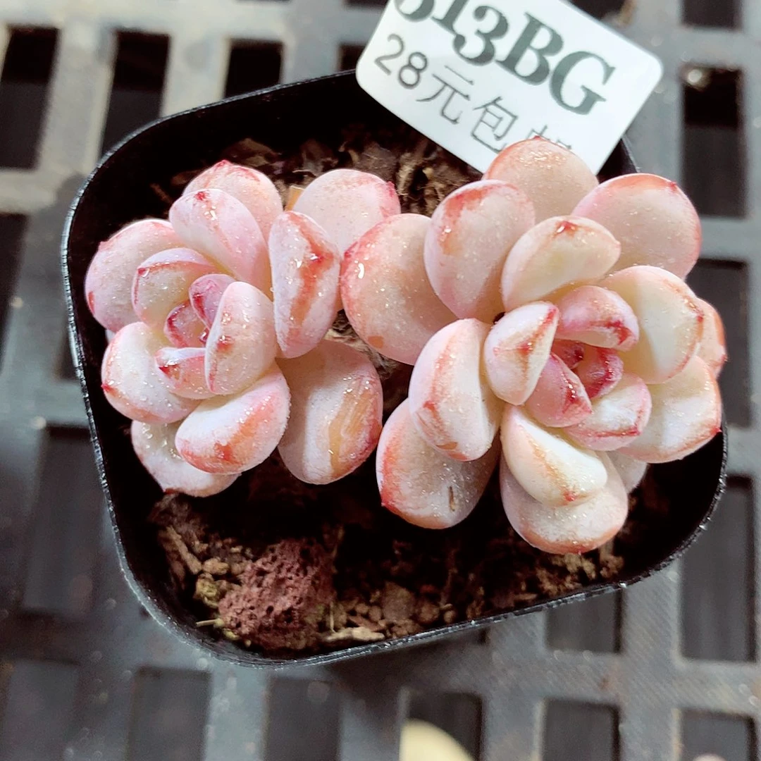 5厘米盆精控多肉513