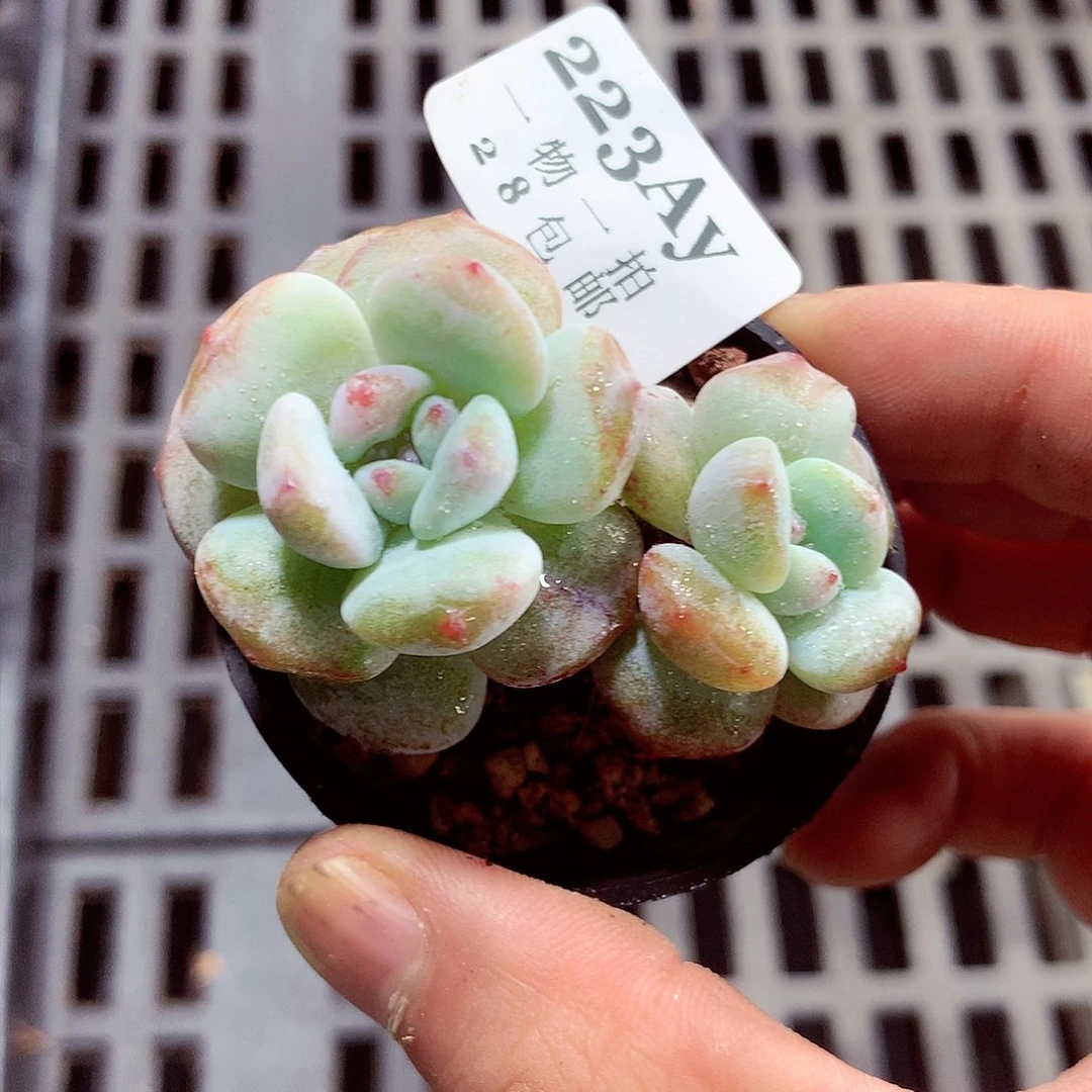 5厘米盆精控多肉223