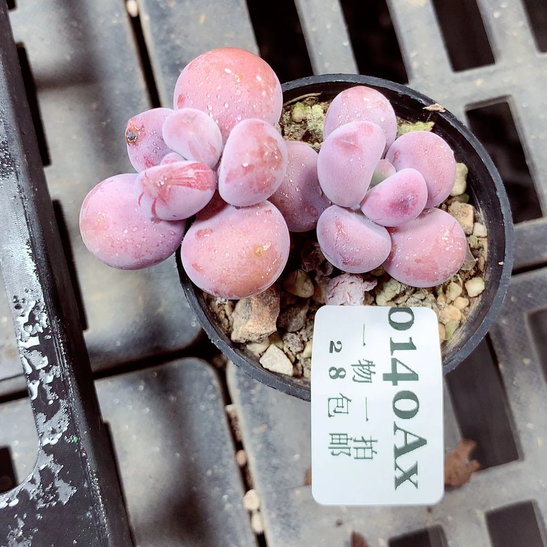 5厘米盆精控多肉140