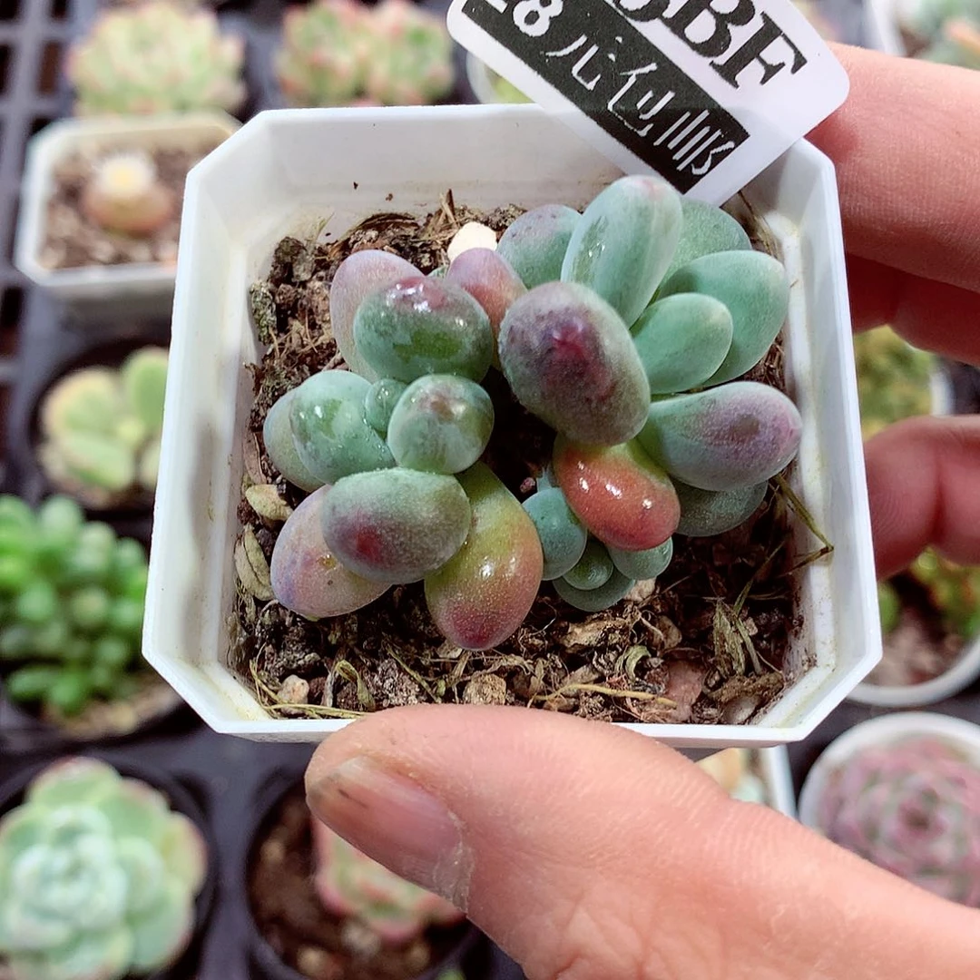 5厘米精控多肉545