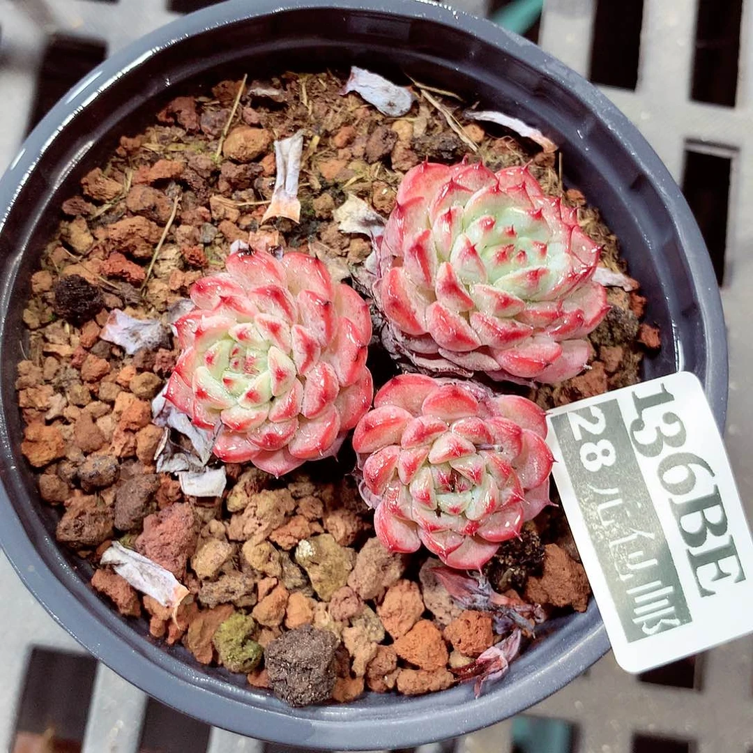 5厘米盆精控多肉136