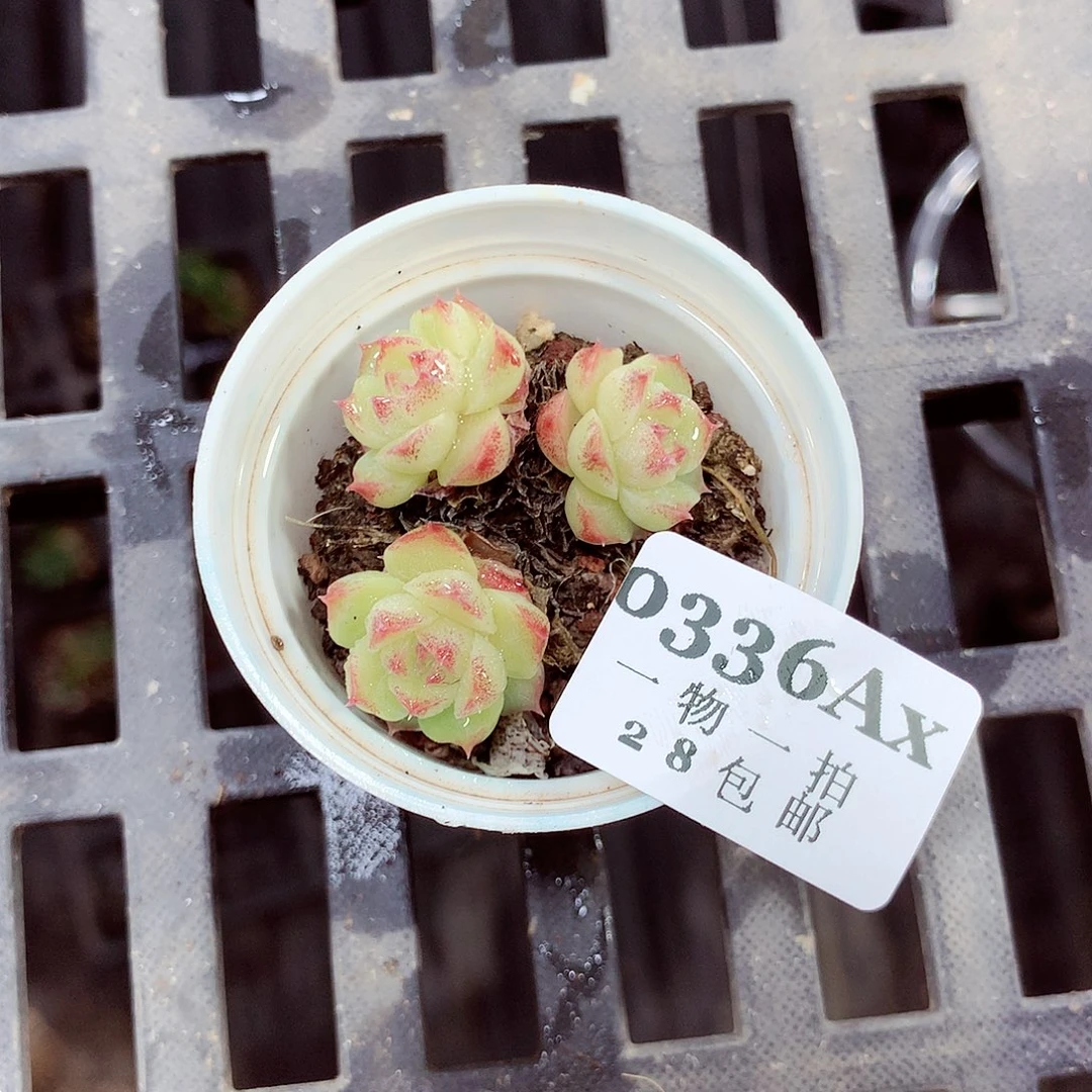 5厘米盆精控多肉336
