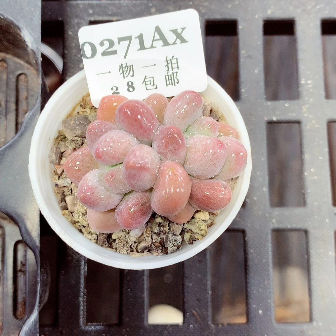5厘米盆精控多肉271
