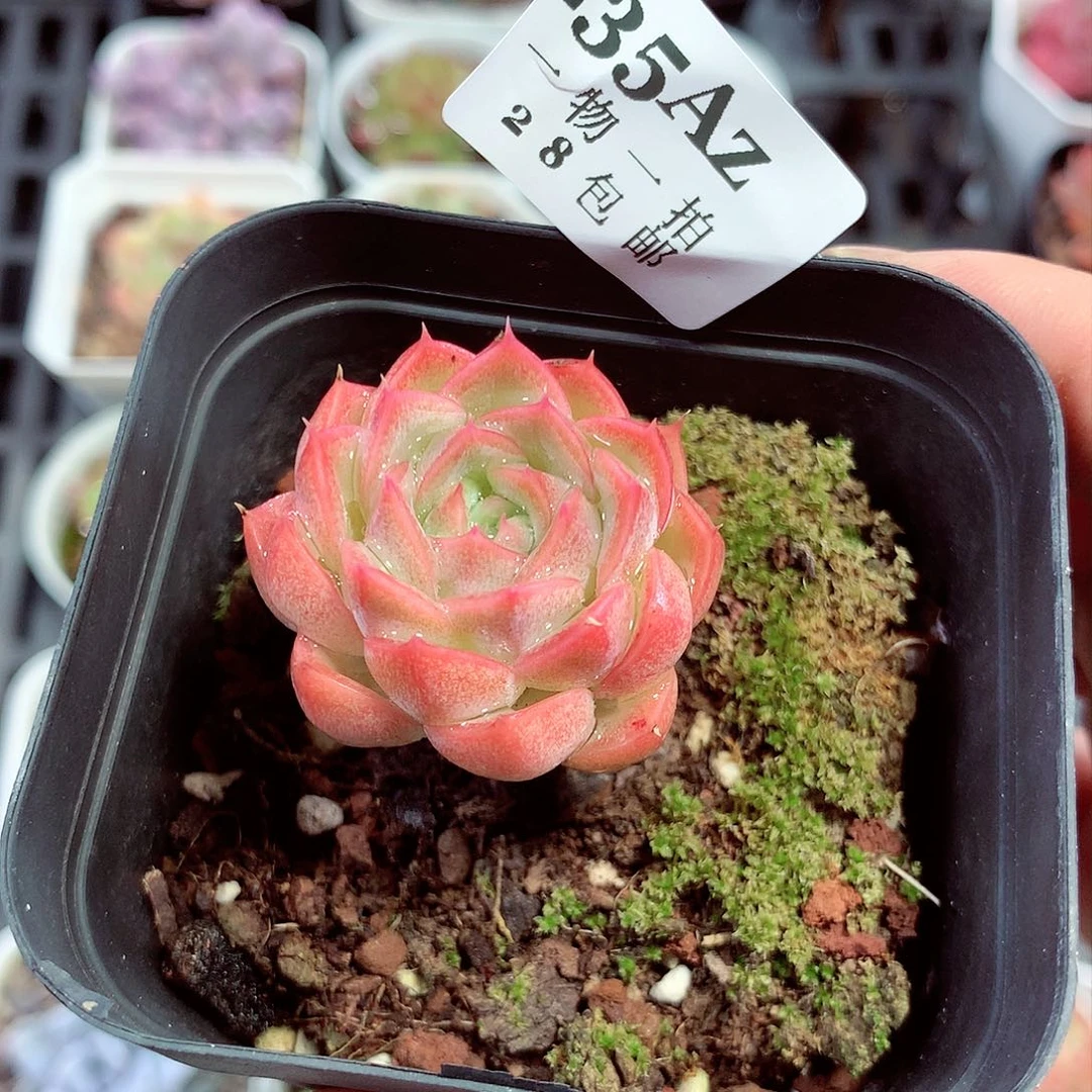 5厘米盆精控多肉235