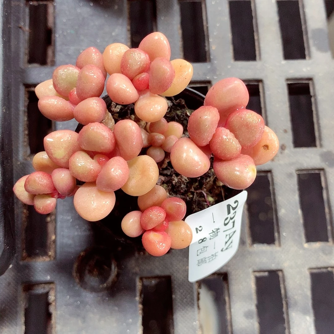 5厘米盆精控多肉237