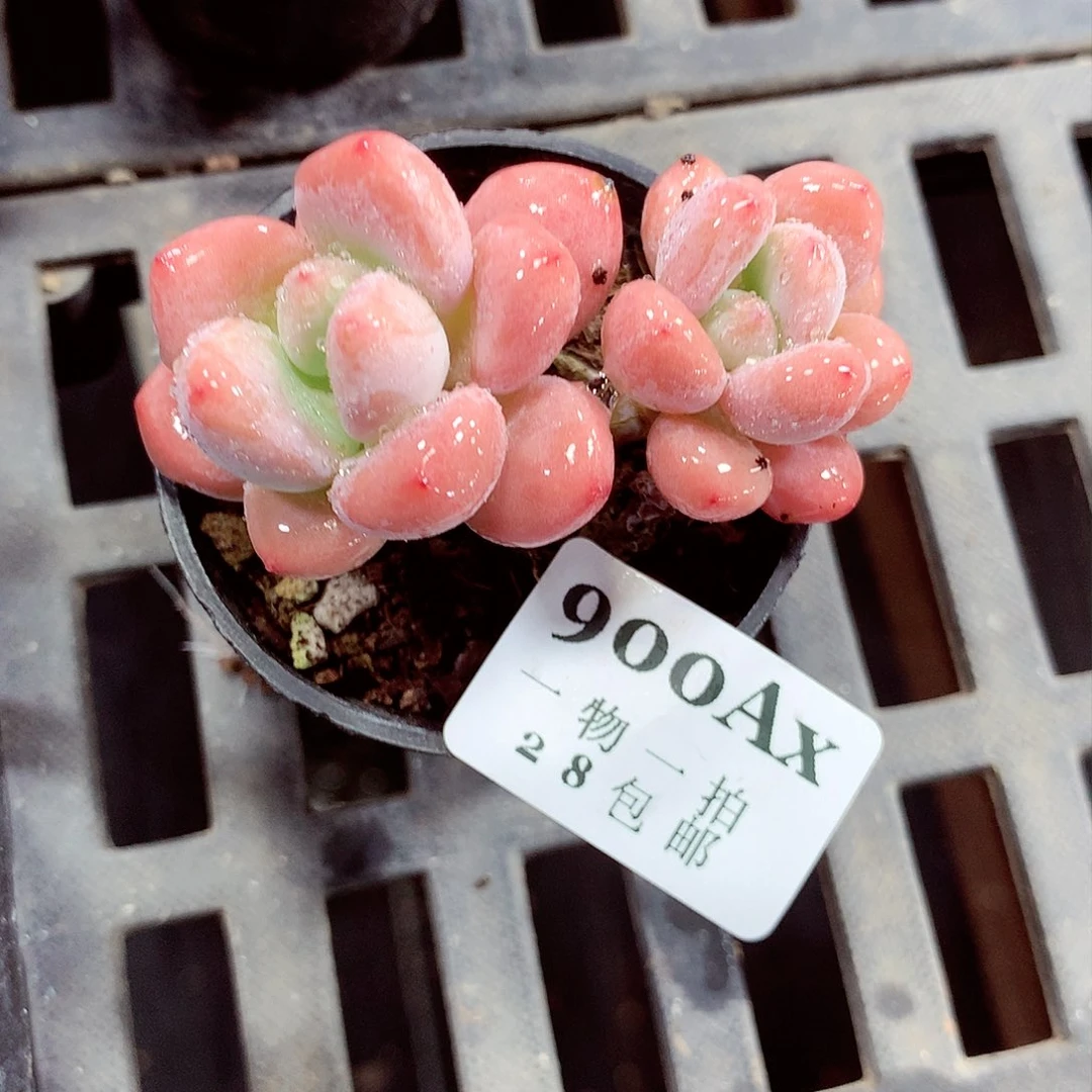 5厘米盆精控多肉900