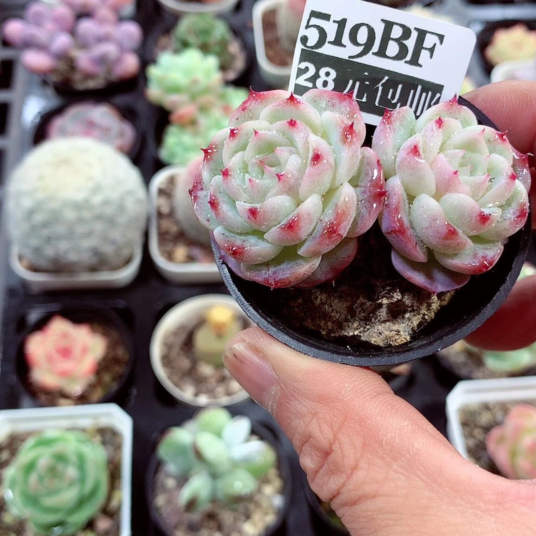 5厘米精控多肉519