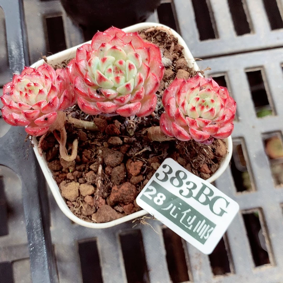 5厘米盆精控多肉383
