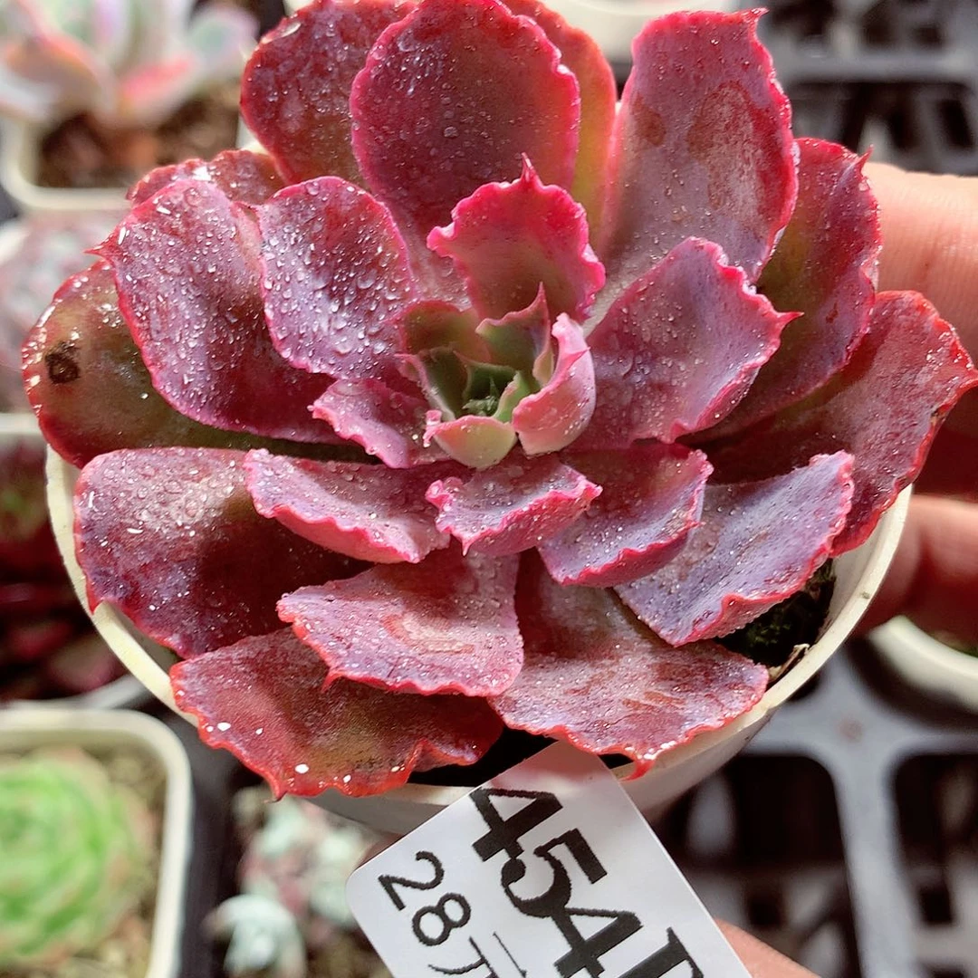 5厘米盆精控多肉454