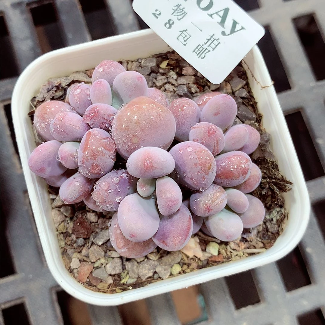 5厘米盆精控多肉340