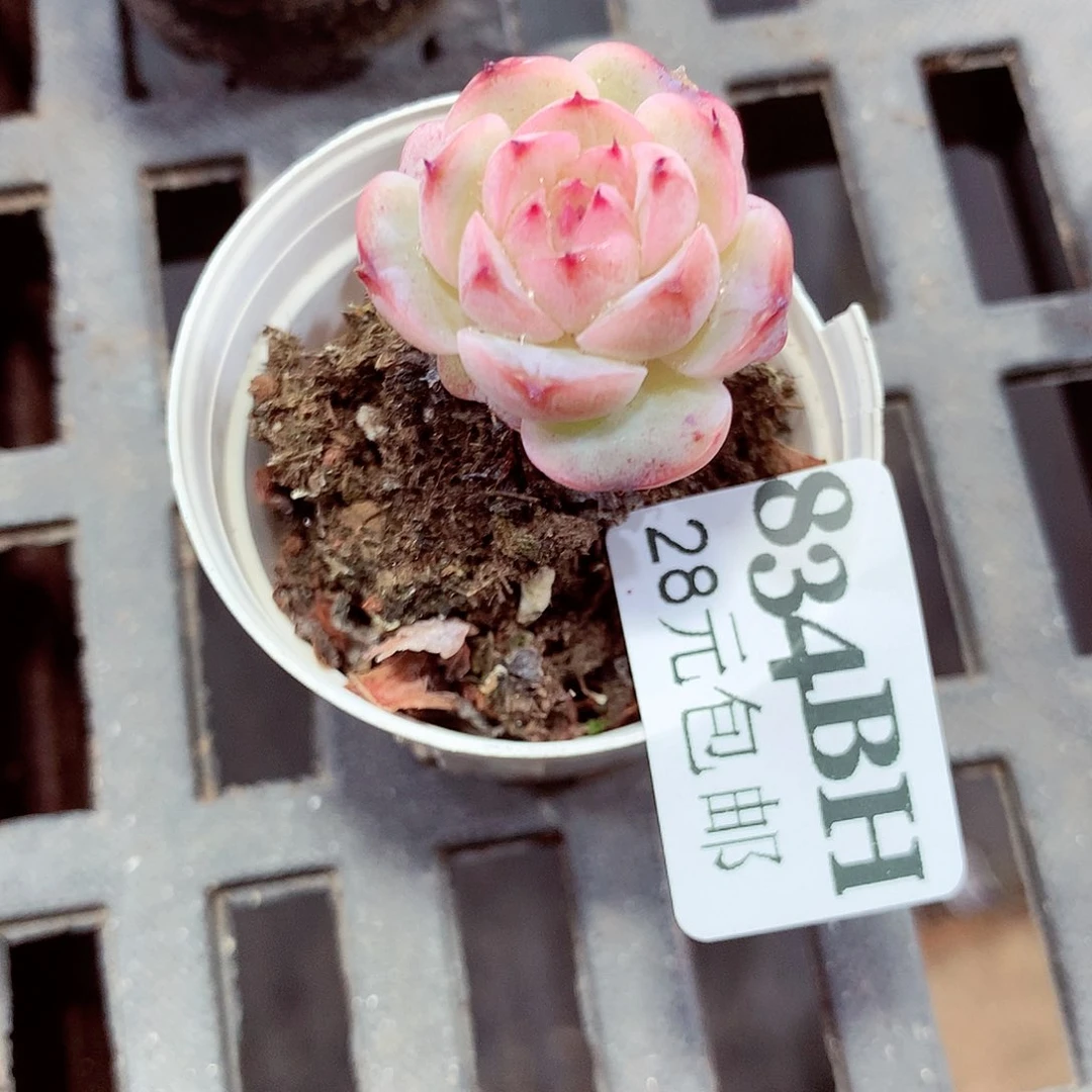 5厘米盆精控多肉834