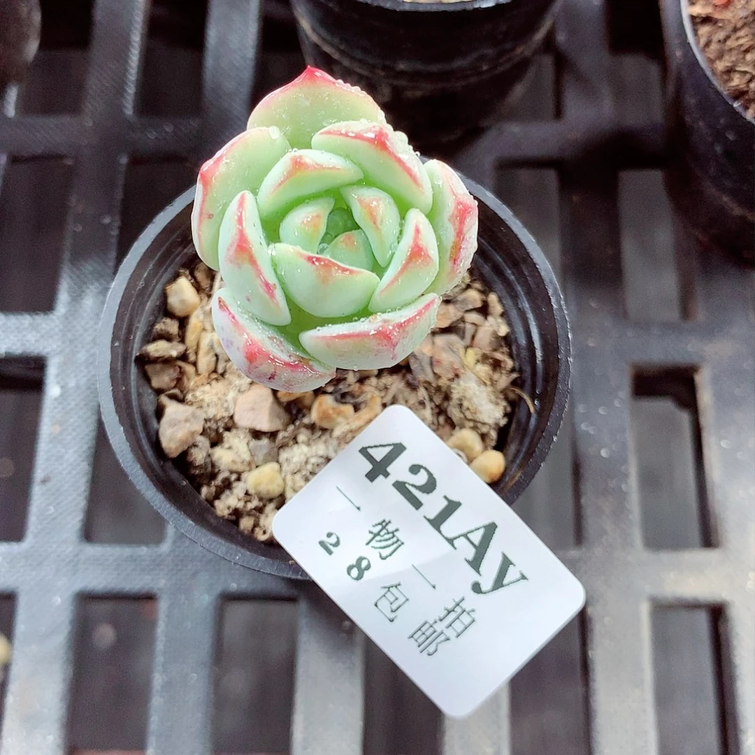 5厘米盆精控多肉421