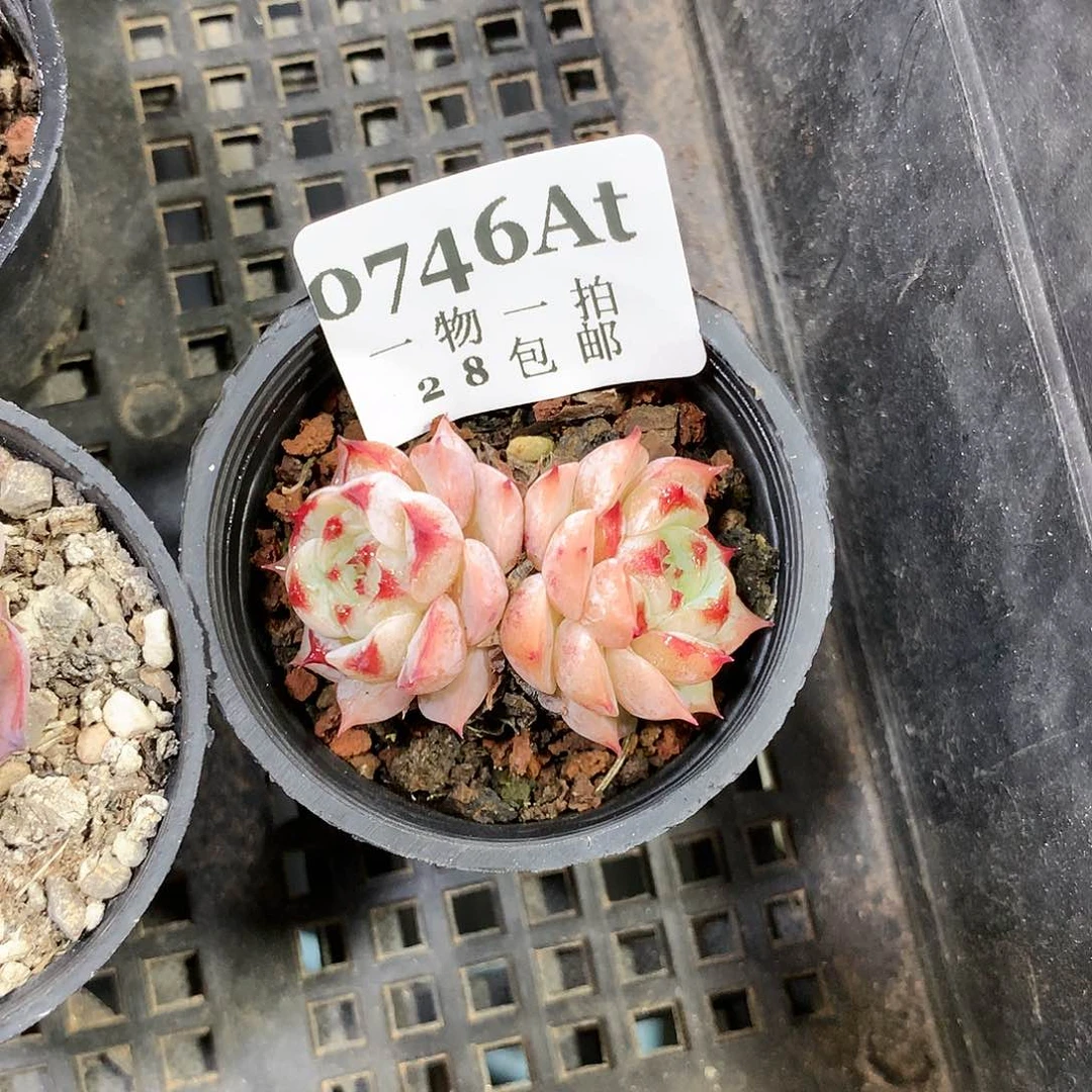 5厘米精控多肉746