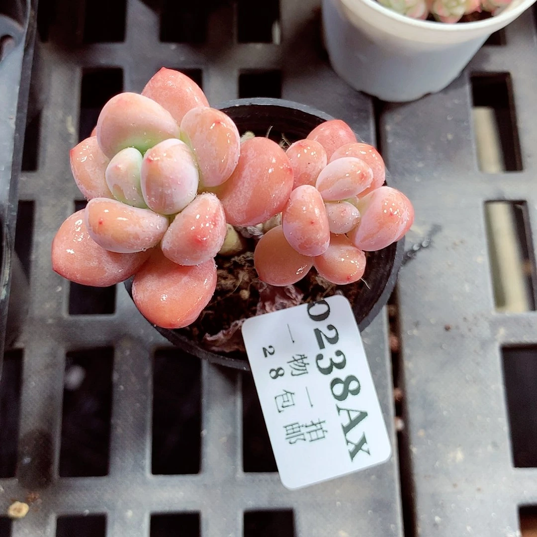 5厘米盆精控多肉238