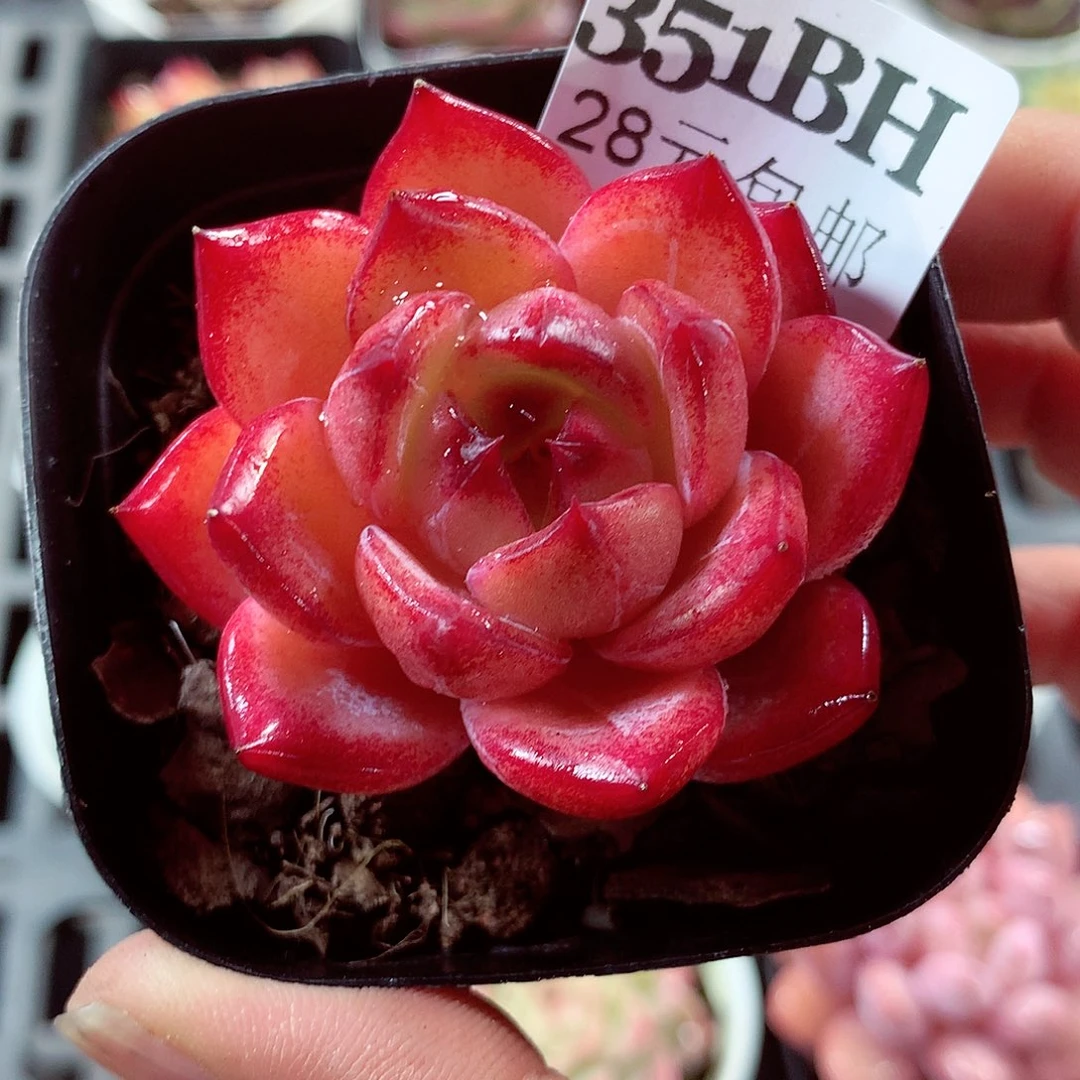 5厘米盆精控多肉351