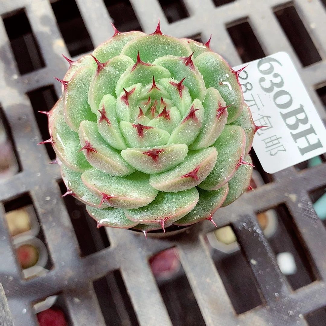 5厘米盆精控多肉630