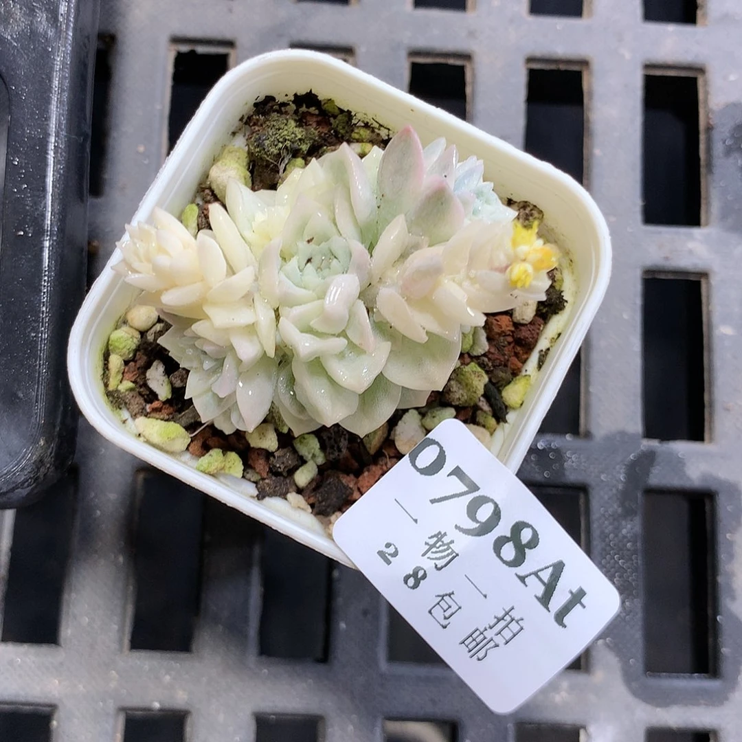 5厘米盆精控多肉798