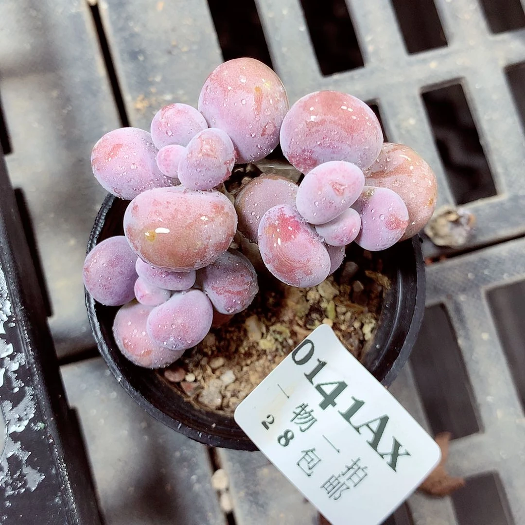 5厘米盆精控多肉141