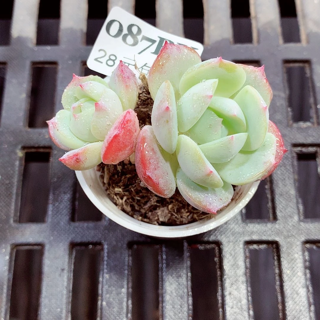 5厘米盆精控多肉087