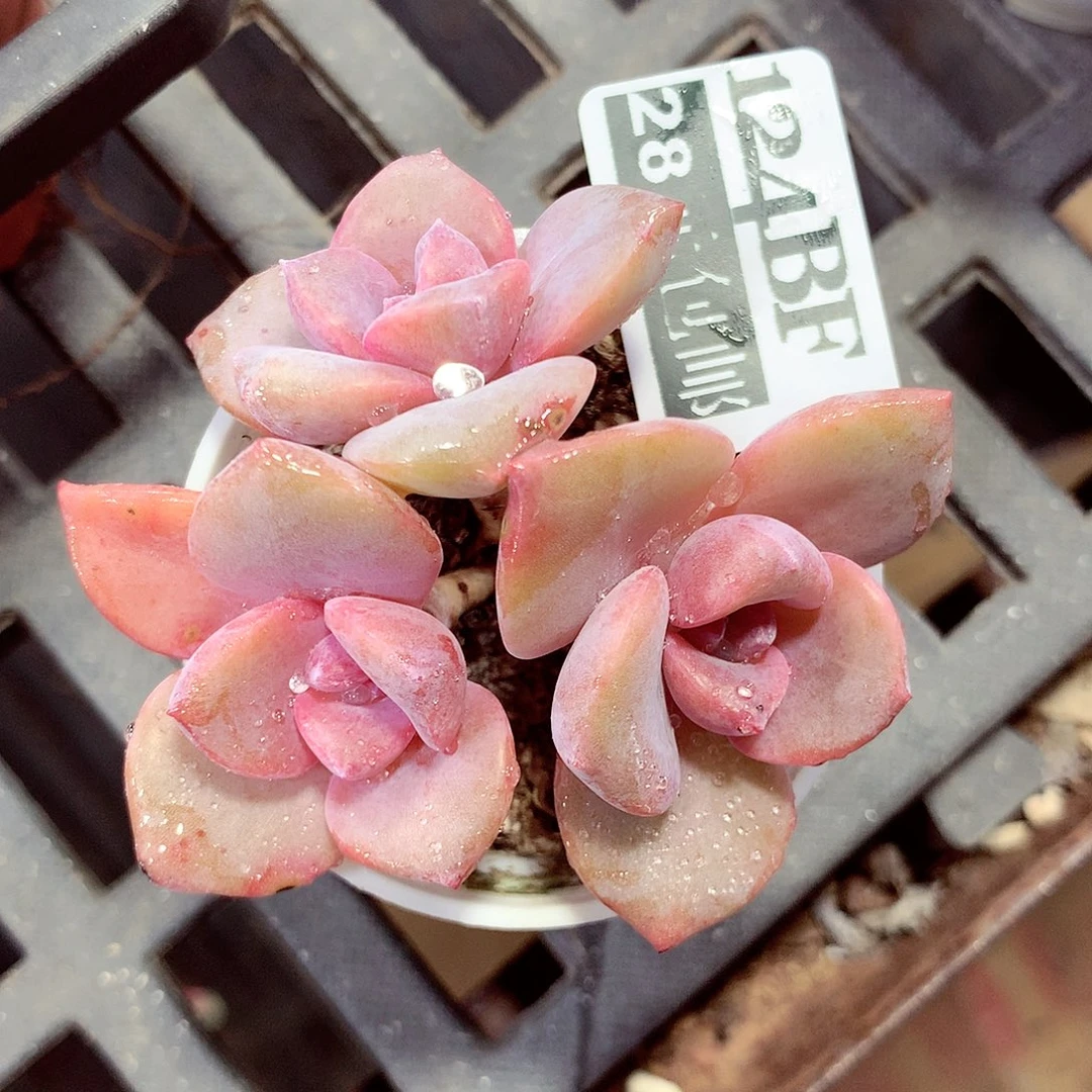 5厘米盆精控多肉124