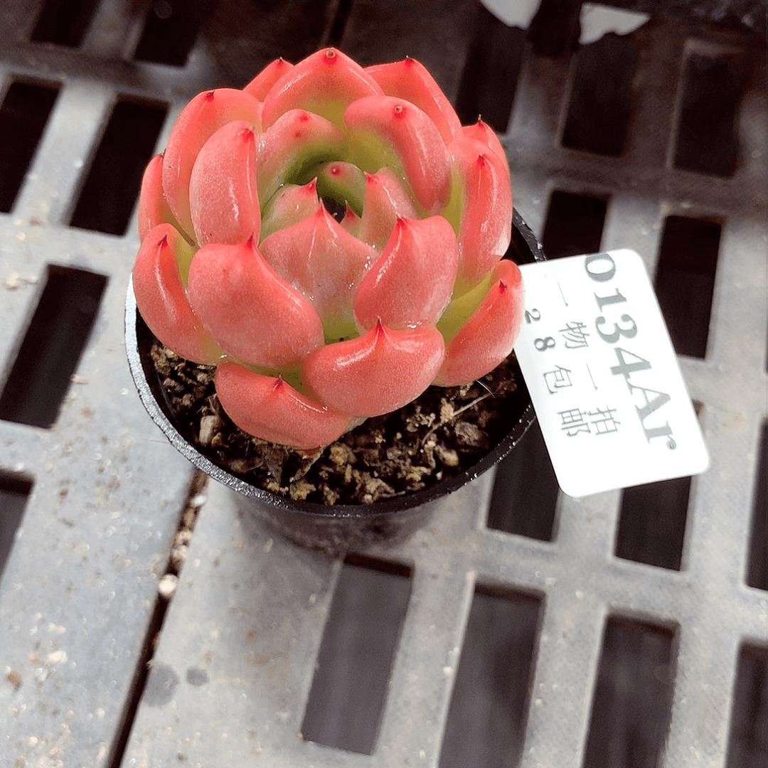 5厘米盆精控多肉134